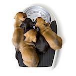 High angle view of dachshund puppies on a scale