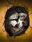 Gros plan du papier-monnaie dans un nid d'oiseau