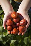 High angle view of a person's hand holding strawberries