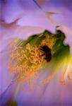 Close-up of a bee on a flower