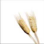 Close-up of two wheat stalks