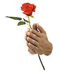 Close-up of hands holding a rose