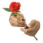 Gros plan des mains tenant une rose