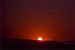 Bird flying in the sky at sunset