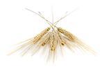 Gros plan de tiges de blé
