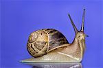 Close-up of a snail on a blue background