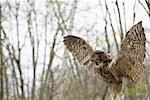 Great Horned Owl