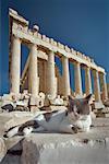Chat de l'Acropole, Athènes, Grèce