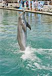 Dolphin Performing