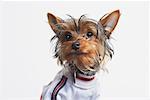 Portrait d'Yorkshire Terrier portant le chandail