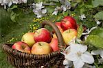 Basket of Apples