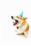 Dog Wearing Party Hat Yawning