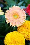 Gerbera and marigold flowers