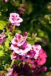 Blumen Geranie (Pelargonium X Hortorum)