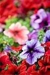 Petunia flowers