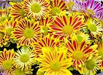 Chrysanthemum flowers