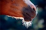 Horse's snout