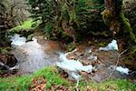 Fluss im Wald