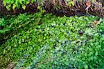 Leaves in the river