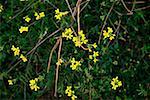 Closeup of flowers on a bush