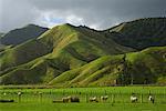 Terres agricoles, King Country, North Island, Nouvelle-Zélande