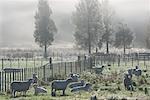 Sheep on Farmland, Te Kuiti Township, North Island, New Zealand