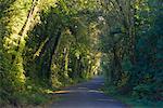 Road, Egmont-Nationalpark, Nordinsel, Neuseeland