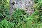 Tane Mahuta, forêt de Waipoua Kauri, North Island, Nouvelle-Zélande