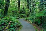 Path, South Westland, South Island, New Zealand