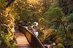 Hollyford River, South Westland, South Island, New Zealand