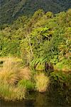 Rainforest, South Island, New Zealand