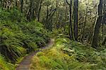 Forêt tropicale, Lewis Pass, South Island, Nouvelle-Zélande