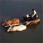 Junge auf Ox Warenkorb, Indien