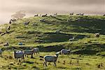 Moutons, Te Kuiti Township, New Zealand