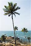 Palmiers sur la plage, Vagator Beach, Goa, Inde