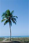 Palm tree surrounded by wooden posts near the beach, Morjim Beach, Goa, India