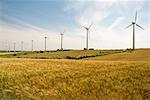 Éoliennes en champ de maïs