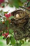 Egg in Nest