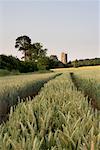 Tractor Tracks, Wheat Field, Devon, England, United Kingdom