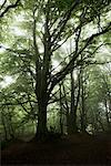 Buche Bäume in Woodland, Devon, England, Vereinigtes Königreich