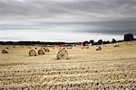 Bottes de foin dans les champs, East Lothian, Ecosse, Royaume-Uni