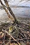 Silver Birch, Loch Garry, Highland, Scotland, UK