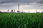 Grangemouth Petrochemical Plant in Background and Wheat Field in Foreground, West Lothian, Scotland, UK