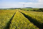 Green Wheat Field, Fife, Scotland, United Kingdom