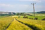 Grüner Weizen Feld, Fife, Schottland, Vereinigtes Königreich