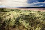 Grass at Beach, East Lothian, Scotland