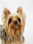 Porträt des Yorkshire Terrier