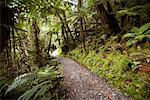 Chemin à travers forêt, Nouvelle-Zélande