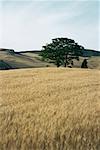 Wheat field