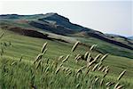 Feld und Berglandschaft